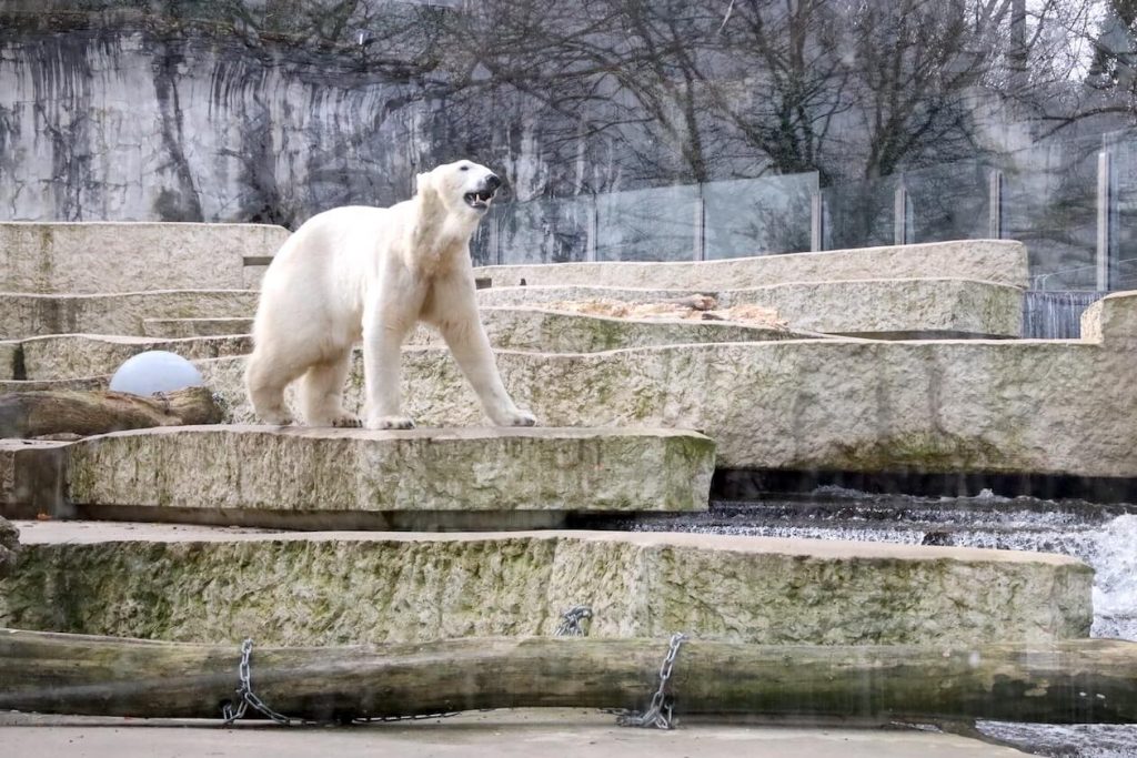 Eisbär Blizzard im Zoo Karlsruhe