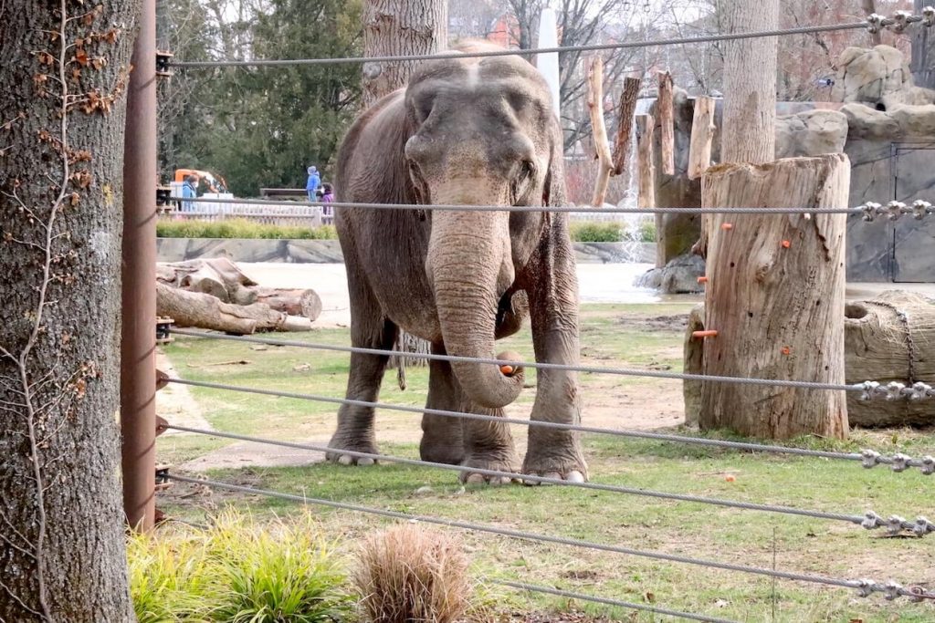 Elefant Nanda im Zoo Karlsruhe