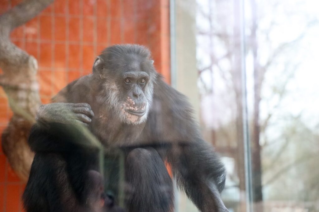 Schimpanse Benny im Zoo Karlsruhe