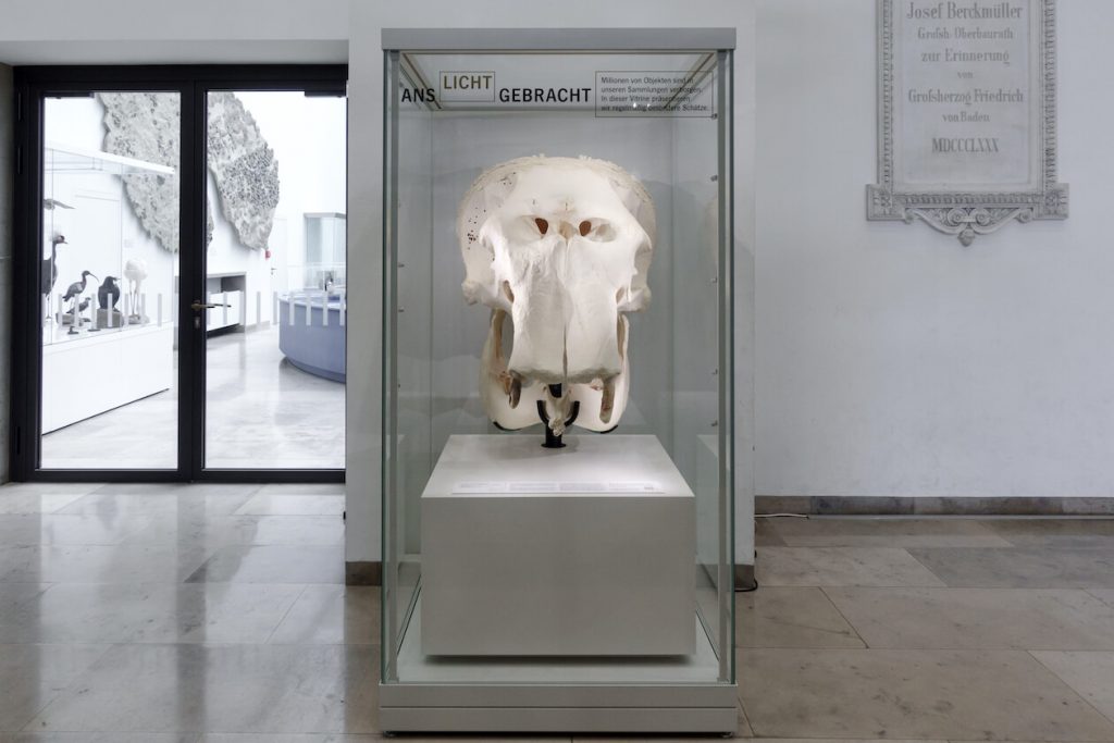 Schädel von Elefant Rani im Naturkundemuseum Karlsruhe