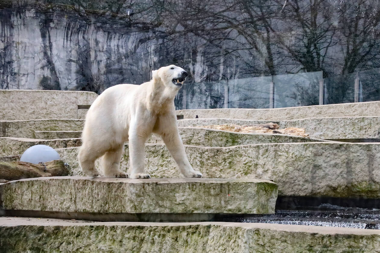 Eisbär Zoo Karlsruhe