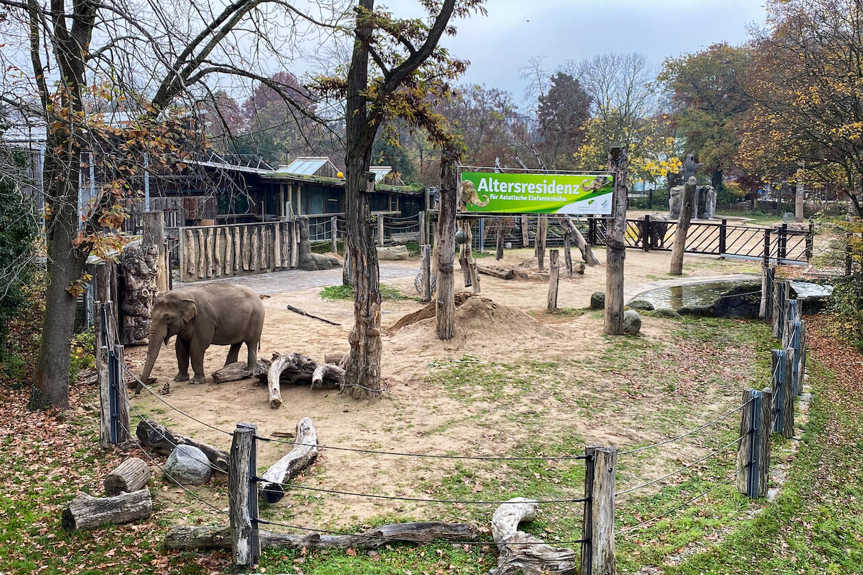Elefant Zoologischer Stadtgarten Karlsruhe