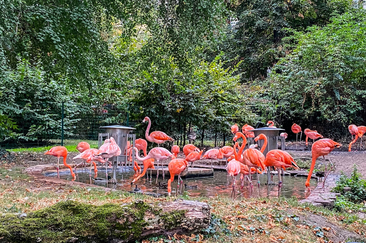 Flamingos Zoo Karlsruhe