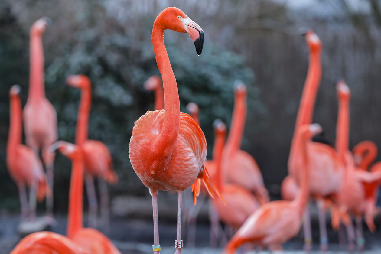 Flamingos im Zoo Karlsruhe