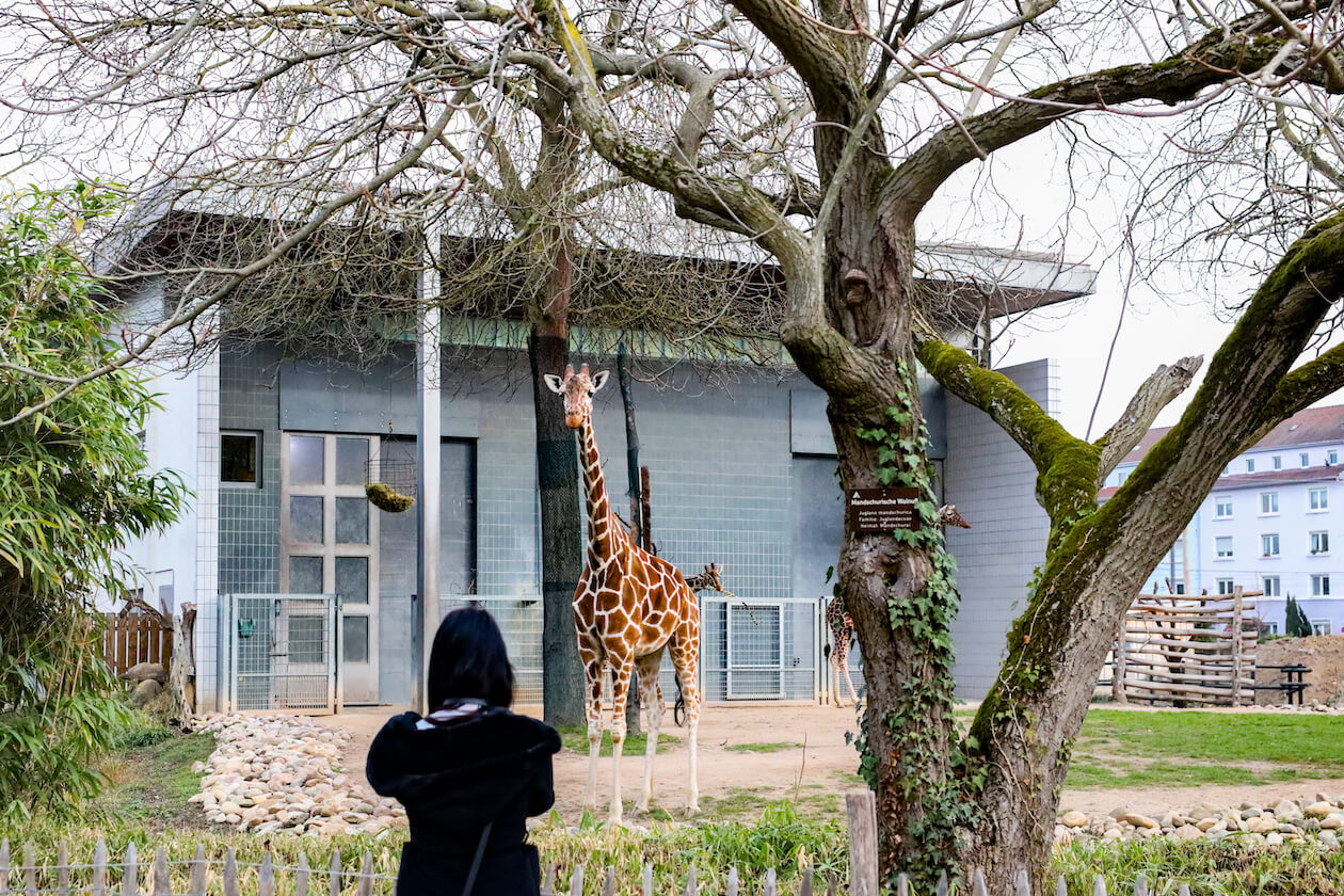Giraffe Zoo Karlsruhe