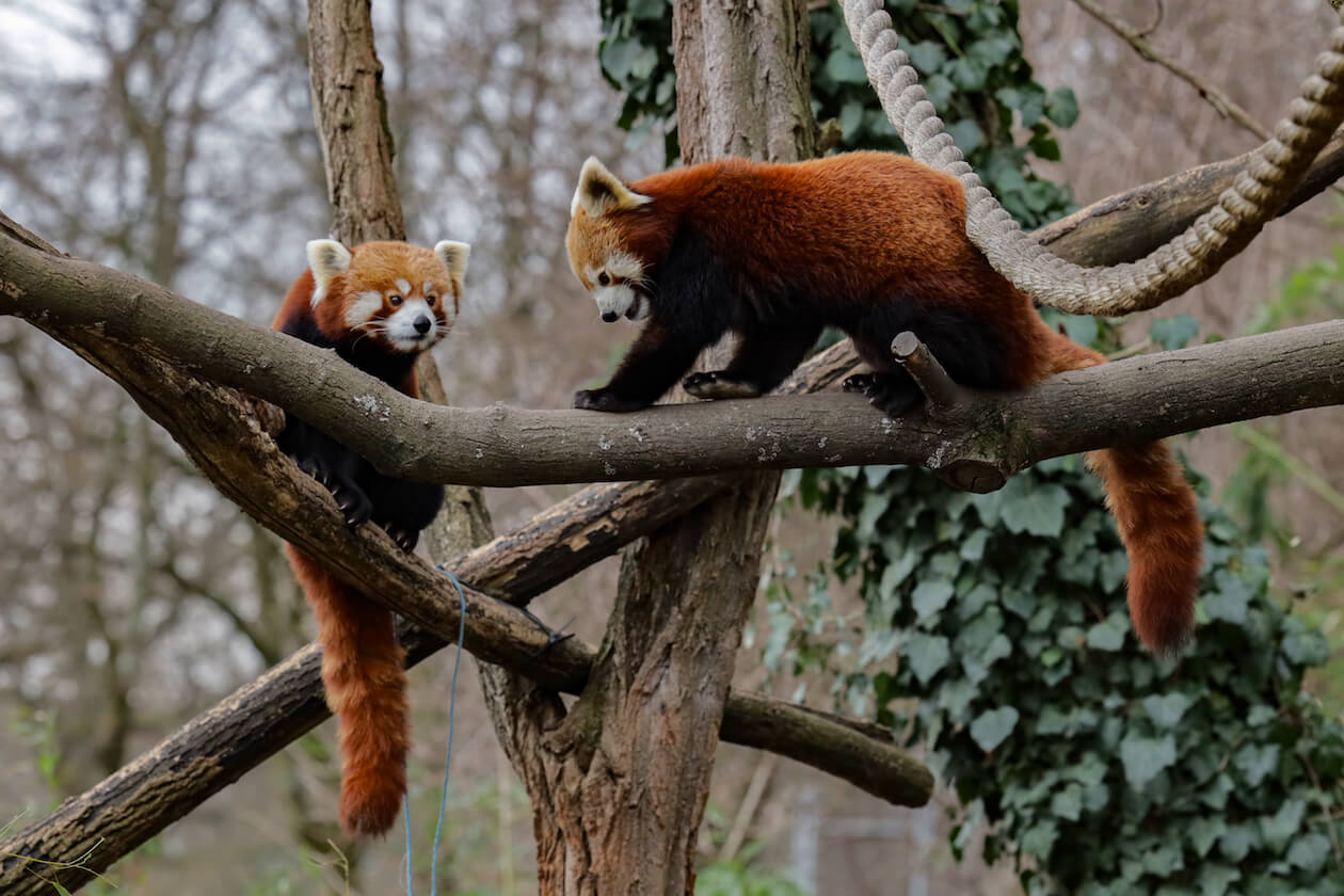 Rote Pandas Zoo Karlsruhe