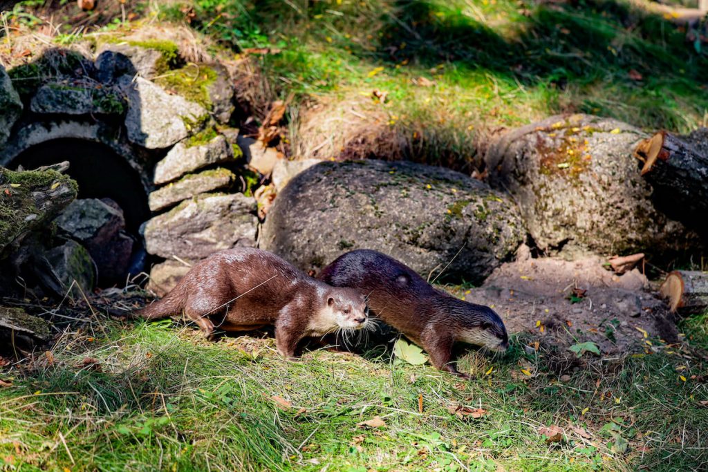 Zwergotter Torben und Tabea Zoo Karlsruhe