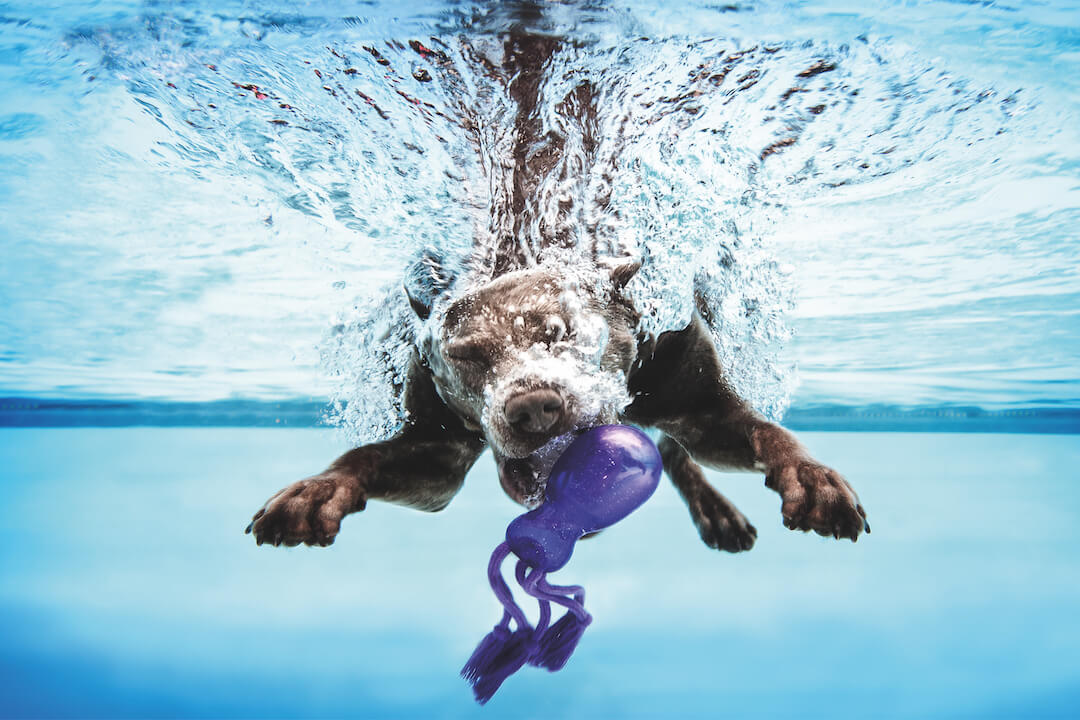 Hundeschwimmen Rheinstrandbad