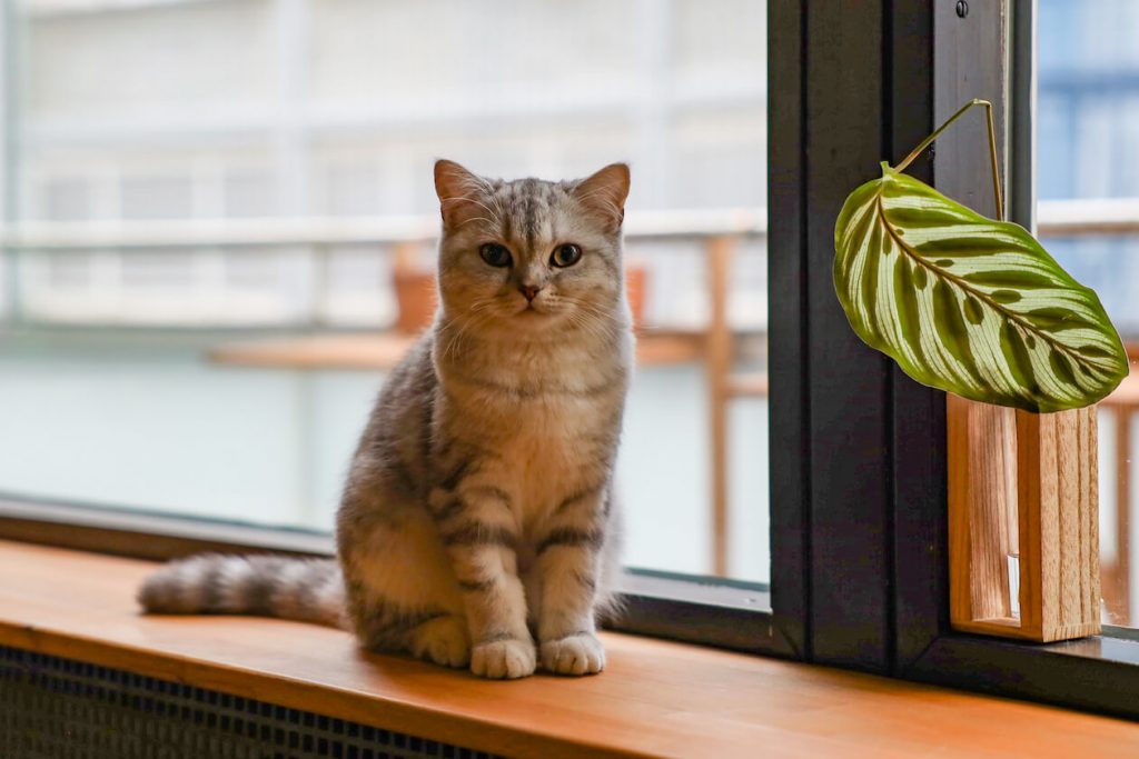 Katzencafé Karlsruhe