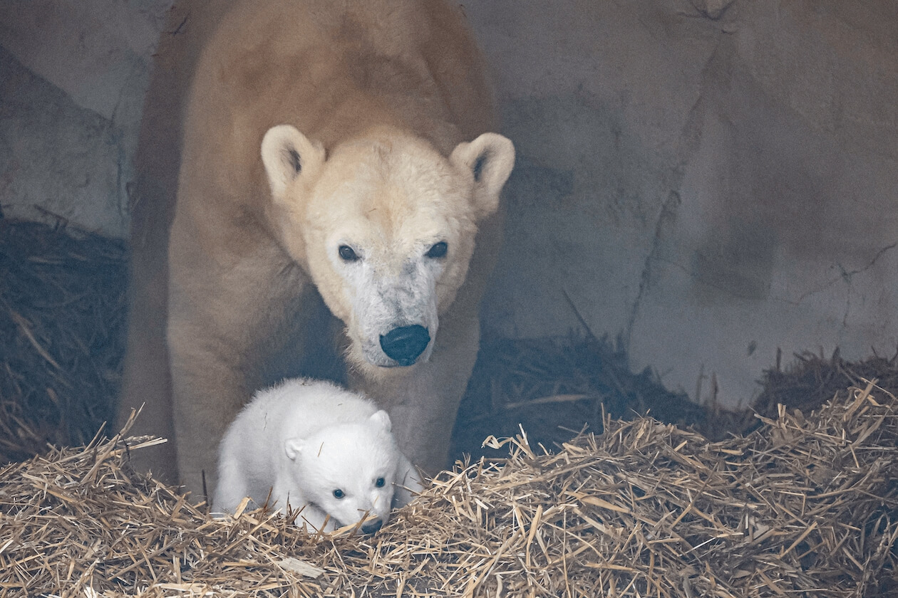 Eisbär-Baby Mutter Nuka Zoo Karlsruhe