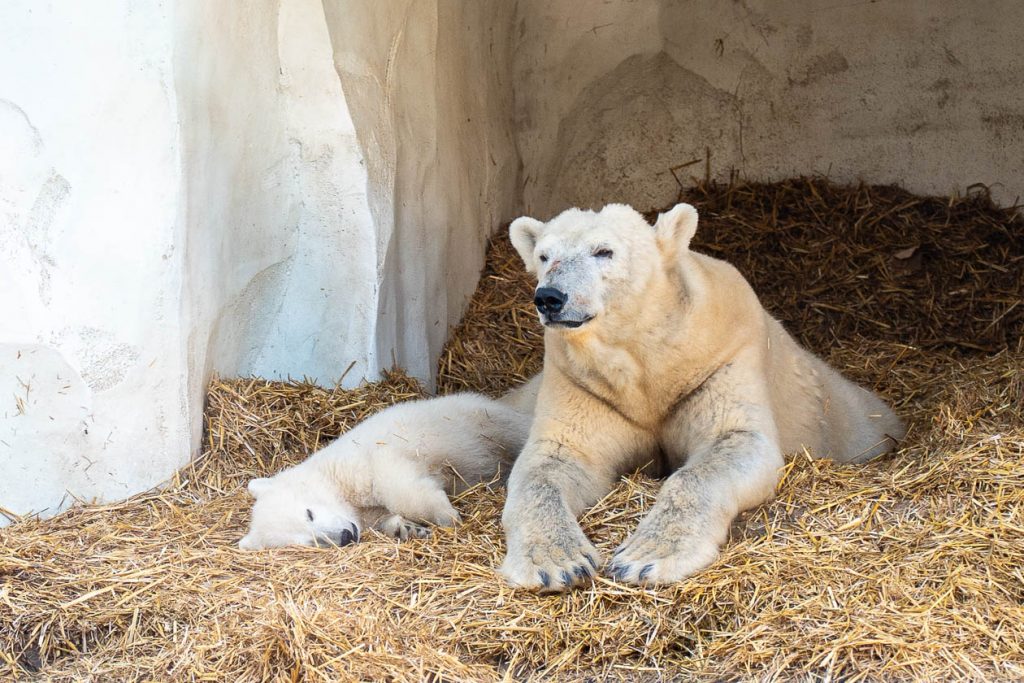 Eisbär-Baby Mika kuschelt sich an Eisbärmama Nuka im Zoo Karlsruhe