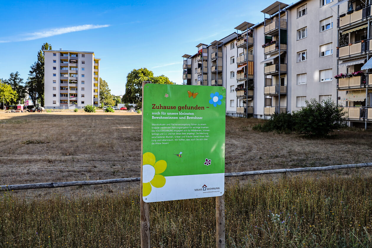 Blühwiese Rintheimer Feld Rintheim Karlsruhe