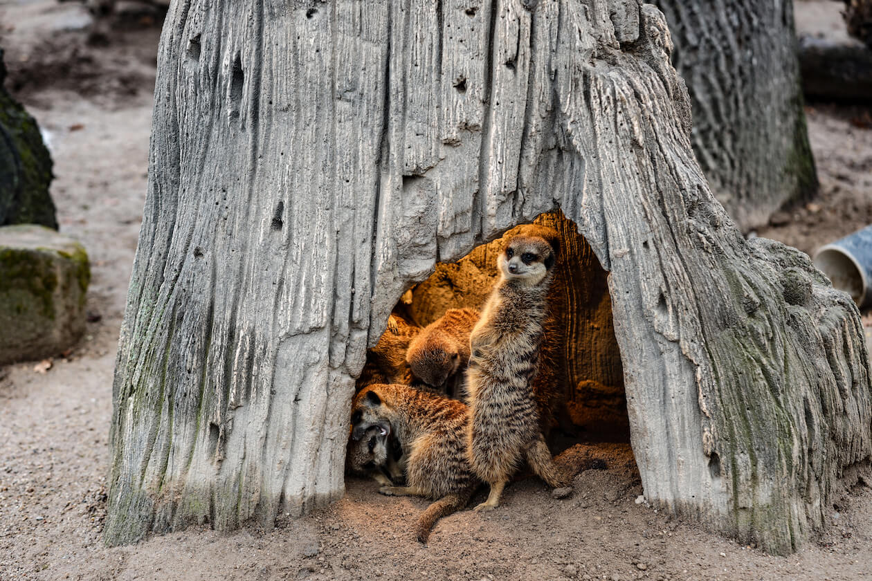 Erdmännchen Zoo Südweststadt Karlsruhe