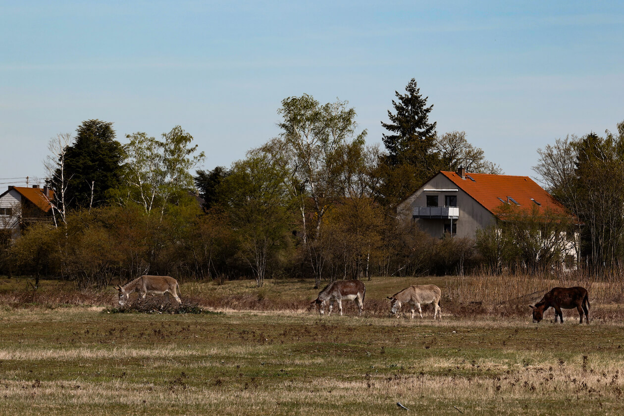 Esel Alter Flugplatz Nordweststadt Karlsruhe