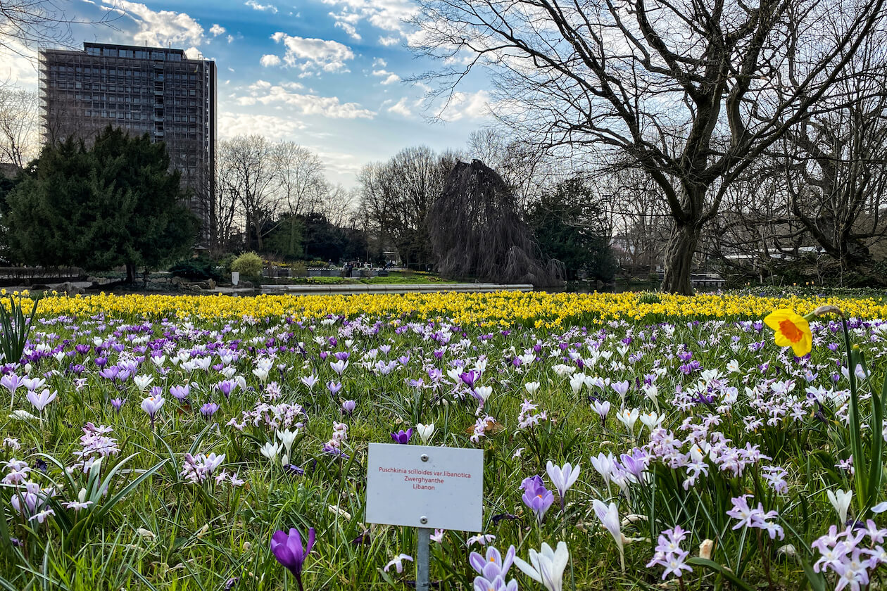 Frühlingsblumen Stadtgartensee Südweststadt Karlsruhe