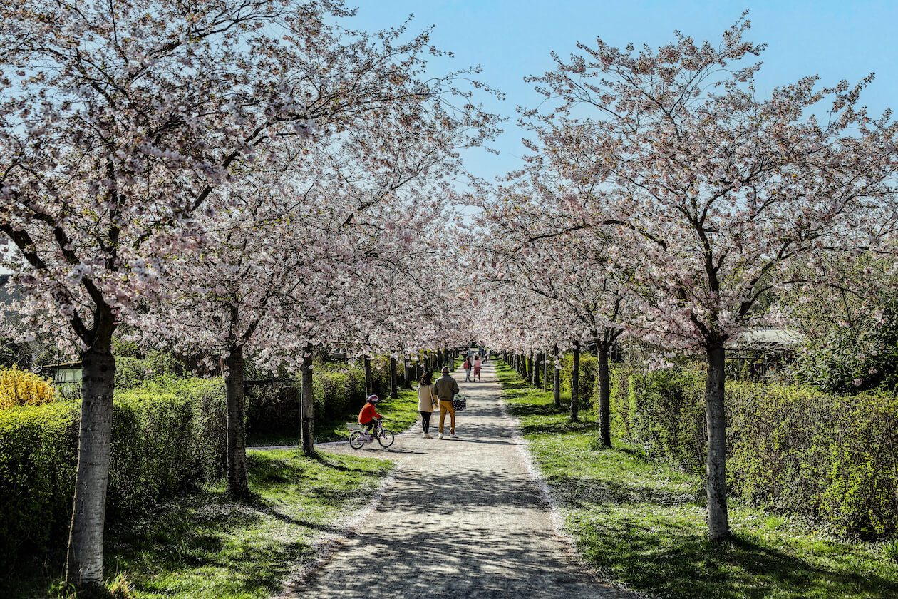 Kirschbäume Kleingartenanlage Eschwinkel Weiherfeld-Dammerstock Karlsruhe
