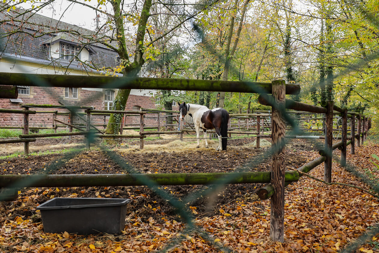 Paddock Reitinstitut von Neindorff Nordweststadt Karlsruhe