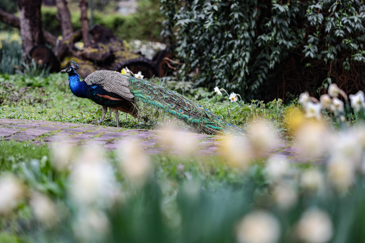 Pfau Zoo Südweststadt Karlsruhe