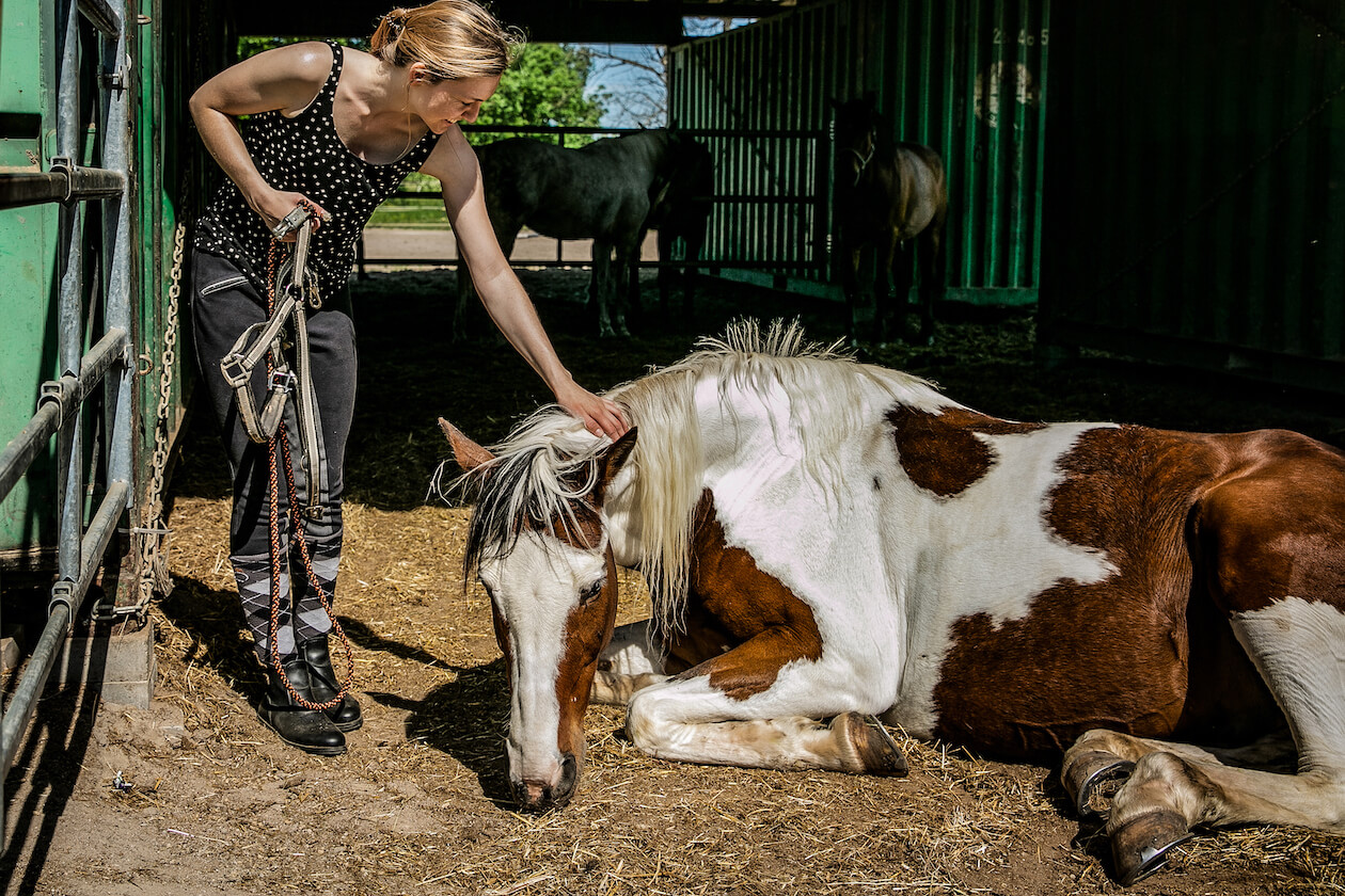 Postweiler Reiten Wolfartsweier Karlsruhe