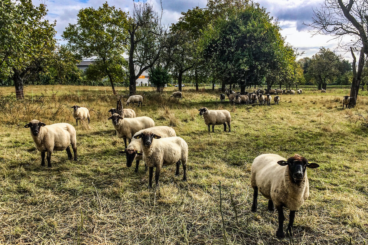 Schafherde Am Kirchtal Knielingen Karlsruhe