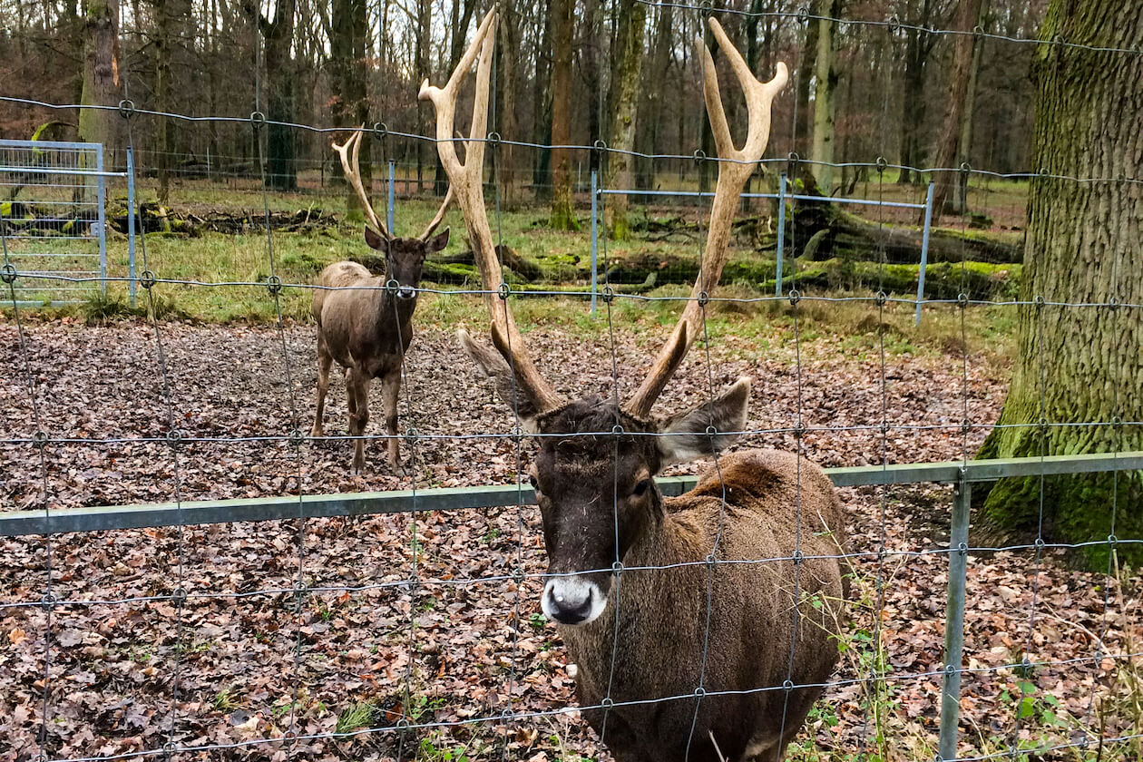 Sika-Hirsche Tierpark Oberwald Durlach Karlsruhe