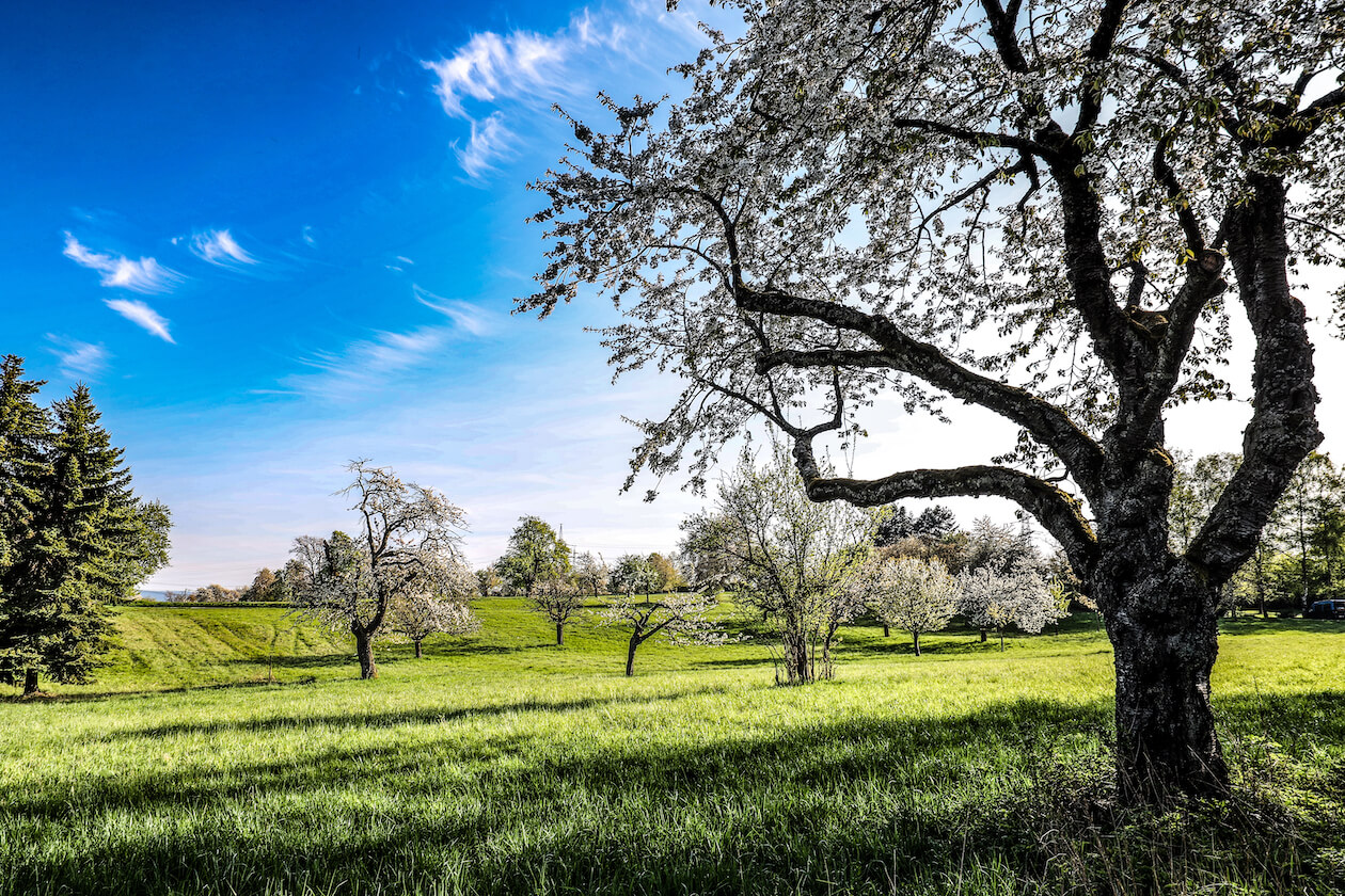 Streuobstwiese Grünwettersbach Karlsruhe