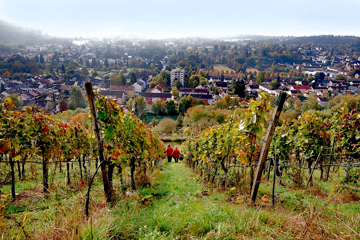 Weinreben Grötzingen Karlsruhe