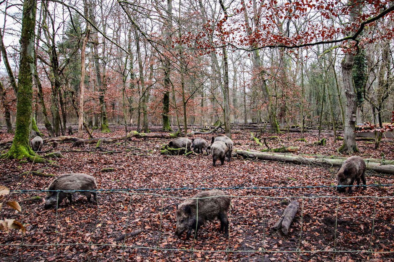 Wildgehege Wildschweine Rappenwört Daxlanden Karlsruhe